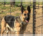 Small Photo #1 German Shepherd Dog Puppy For Sale in Rockdale, TX, USA