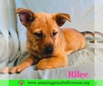 Small #1 Chow Chow Mix