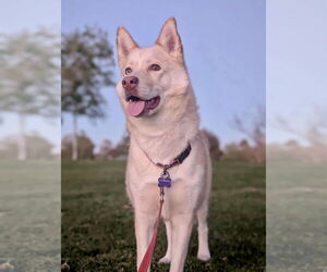 Berlin - Female Siberian Husky-Unknown Mix Dog for Adoption - Photo #4