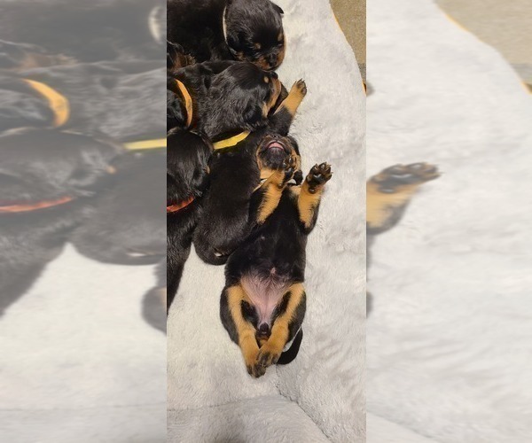 Medium Photo #3 Rottweiler Puppy For Sale in SAN BERNARDINO, CA, USA