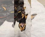 Small Photo #3 Rottweiler Puppy For Sale in SAN BERNARDINO, CA, USA