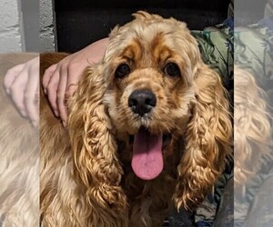 Cocker Spaniel Puppy for sale in ELKTON, KY, USA