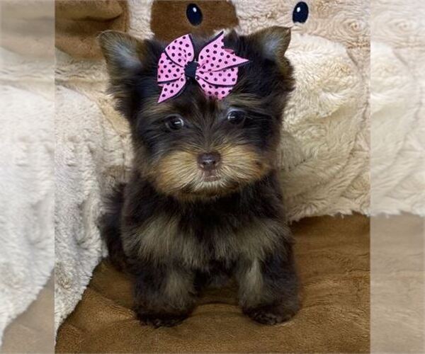 Medium Photo #11 Biewer Terrier Puppy For Sale in ORLANDO, FL, USA