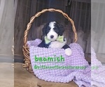 Image preview for Ad Listing. Nickname: Beamish