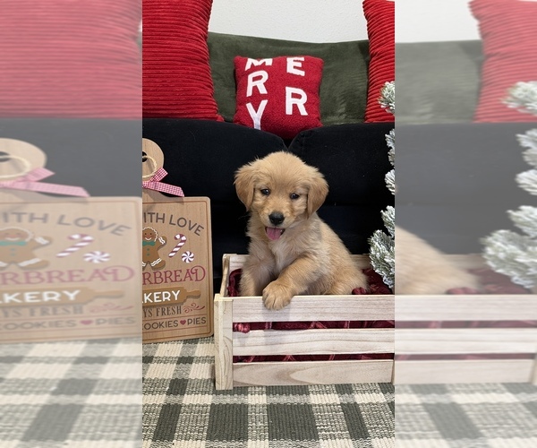 Medium Photo #3 Golden Retriever Puppy For Sale in LAKELAND, FL, USA