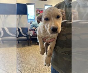 Carolina Dog-Labrador Retriever Mix Dogs for adoption in Tracy, CA, USA