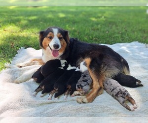Australian Shepherd Puppy for sale in SAINT JOHNS, MI, USA