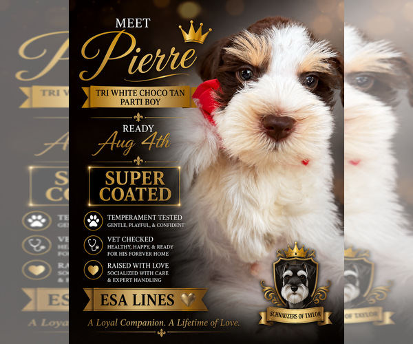 Medium Photo #1 Schnauzer (Miniature) Puppy For Sale in TEMPLE, TX, USA