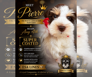 Schnauzer (Miniature) Puppy for sale in TEMPLE, TX, USA
