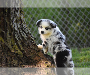 Australian Shepherd Puppy for sale in EASTON, MO, USA