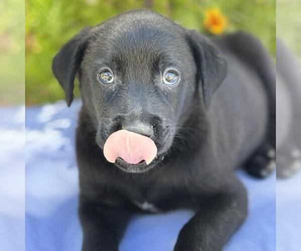 Medium Photo #3 Catahoula Leopard Dog-Labrador Retriever Mix Puppy For Sale in San Diego, CA, USA