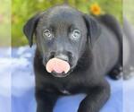 Small #2 Catahoula Leopard Dog-Labrador Retriever Mix