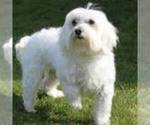 Small Photo #1 Maltese Puppy For Sale in FAIRFIELD, IA, USA