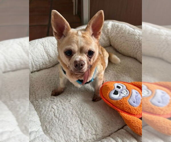 Medium Photo #6 Chihuahua-Unknown Mix Puppy For Sale in San Diego, CA, USA