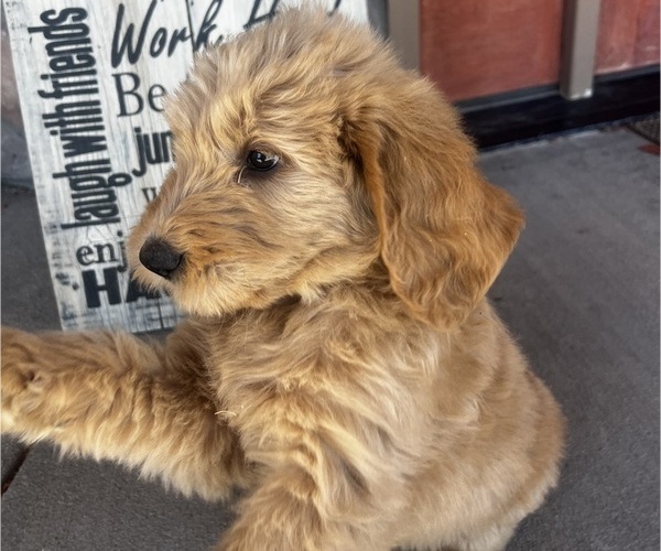 Medium Photo #13 Goldendoodle Puppy For Sale in PEYTON, CO, USA