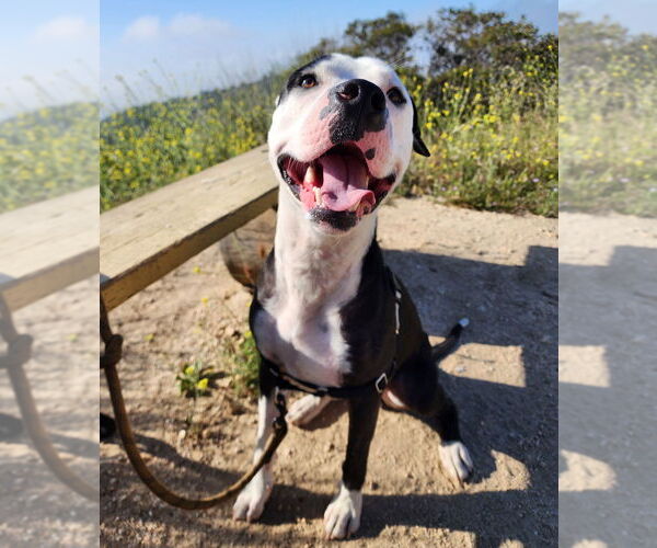 Medium Photo #1 Staffordshire Bull Terrier-Unknown Mix Puppy For Sale in Dana Point, CA, USA
