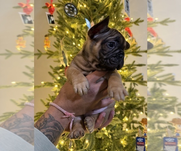 Medium Photo #2 French Bulldog Puppy For Sale in BOYD, TX, USA