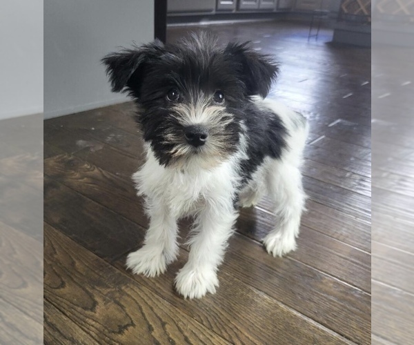 Medium Photo #6 Schnauzer (Miniature) Puppy For Sale in FRANKLIN, IN, USA