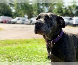 Mutt Dogs for adoption in St. Cloud, FL, USA