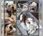 Small #3 American Pit Bull Terrier Mix