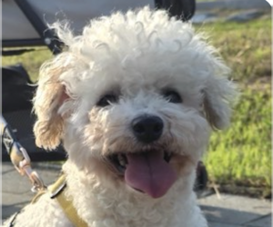 Mutt Dogs for adoption in San Ramon, CA, USA