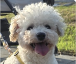Small Mutt