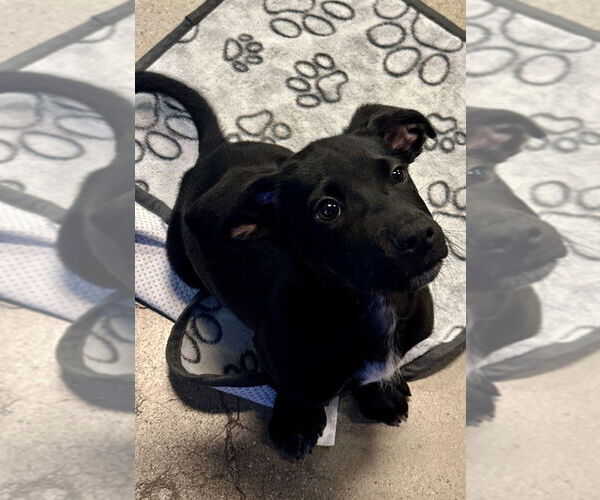 Medium Photo #14 Mutt Puppy For Sale in San Diego, CA, USA