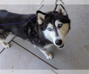 Siberian Husky Dogs for adoption in Sacramento, CA, USA