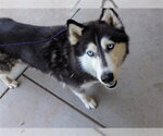 Small Siberian Husky