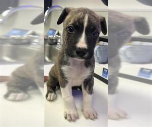 Catahoula Leopard Dog-Unknown Mix Dogs for adoption in Rosenberg, TX, USA