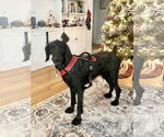 Small #2 Poodle (Standard)