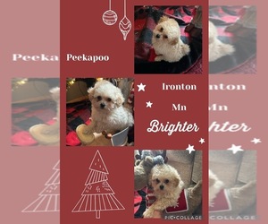 Pekingese-Poodle (Toy) Mix Puppy for sale in IRONTON, MN, USA