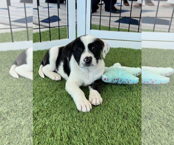 Medium Photo #1 Mutt Puppy For Sale in Sanford, FL, USA