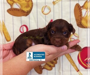 Yorkshire Terrier Puppy for sale in WINNSBORO, LA, USA