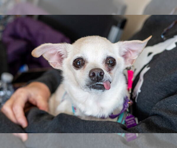 Medium Photo #5 Chihuahua-Unknown Mix Puppy For Sale in Mundelein, IL, USA