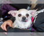 Small #4 Chihuahua Mix
