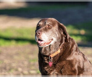 Labrador Retriever Dogs for adoption in Clovis, CA, USA