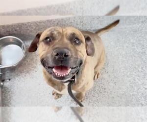 Mastiff Dogs for adoption in Houston, TX, USA