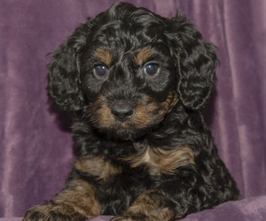 Goldendoodle (Miniature) Puppy for Sale in SAINT MARYS, Kansas USA