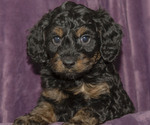 Image preview for Ad Listing. Nickname: Litter of 6