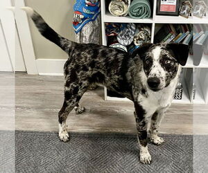 Mutt Dogs for adoption in Emmett, ID, USA
