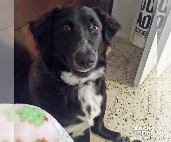 Medium Photo #6 Border Collie-Unknown Mix Puppy For Sale in Washington, DC, USA