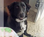 Small #5 Border Collie Mix