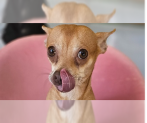 Chihuahua Dogs for adoption in Studio City, CA, USA