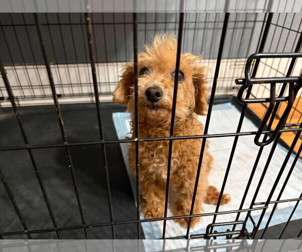 Medium Photo #2 Poodle (Miniature)-Unknown Mix Puppy For Sale in Grafton, WI, USA