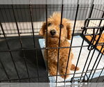 Small #1 Poodle (Miniature) Mix