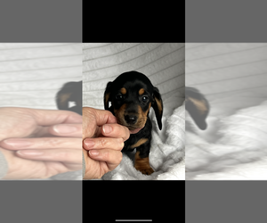 Dachshund Puppy for sale in NILES, MI, USA