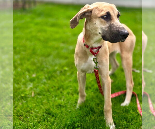 Medium Photo #5 Mutt Puppy For Sale in Canton, CT, USA