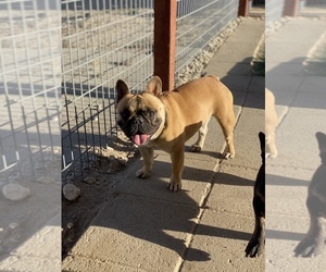 French Bulldog Puppy for sale in CRYSTALAIRE, CA, USA