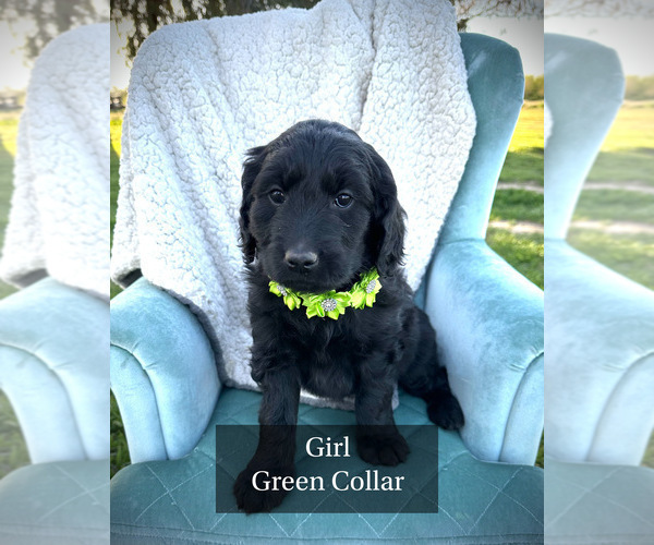 Medium Photo #1 Goldendoodle Puppy For Sale in MADERA, CA, USA